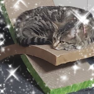 Meet your Posher, Mareena